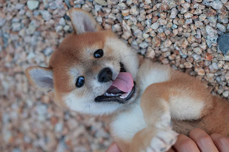 飼い主様もワンちゃんもハッピーな訓練