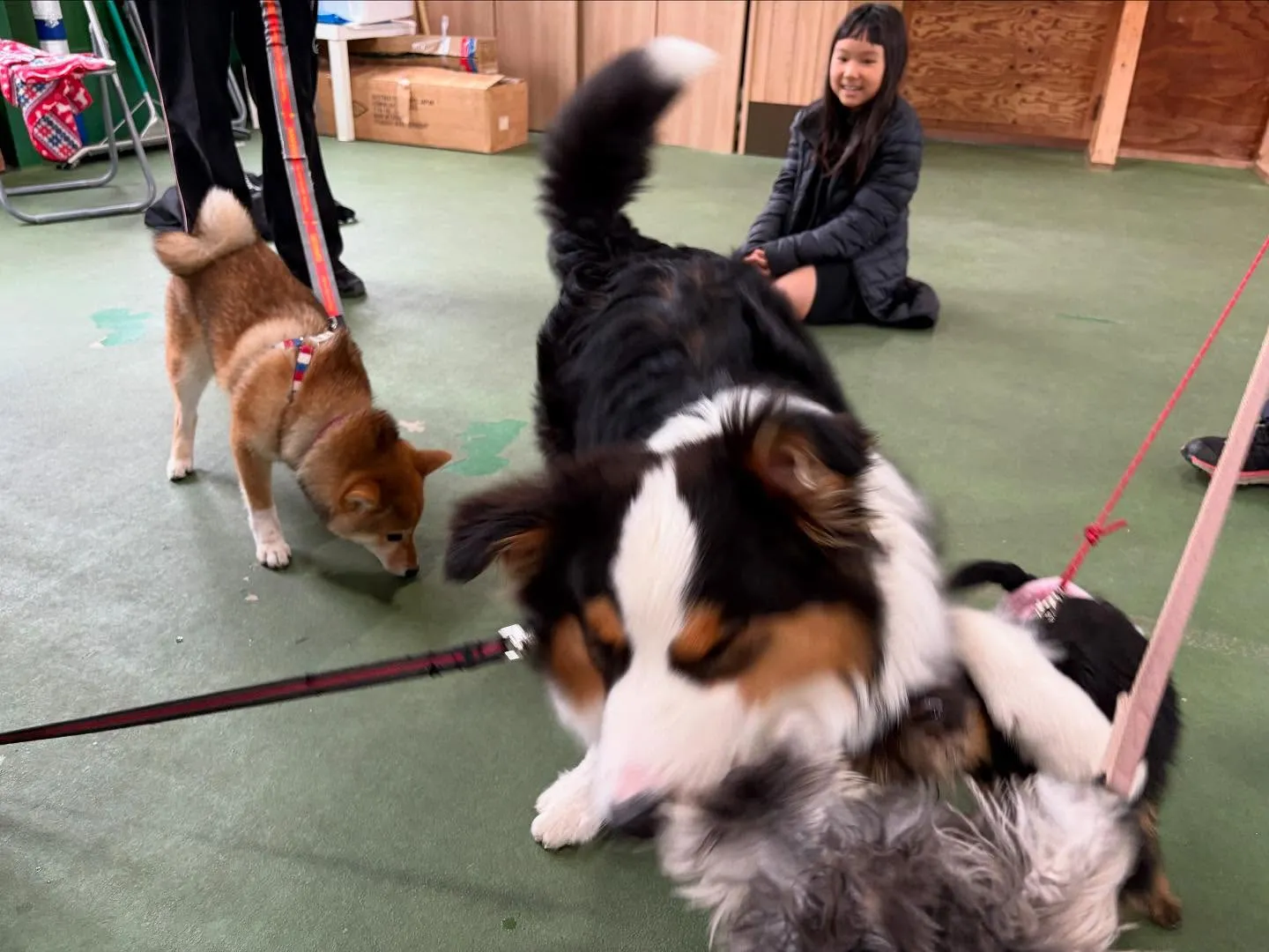 パピースクール