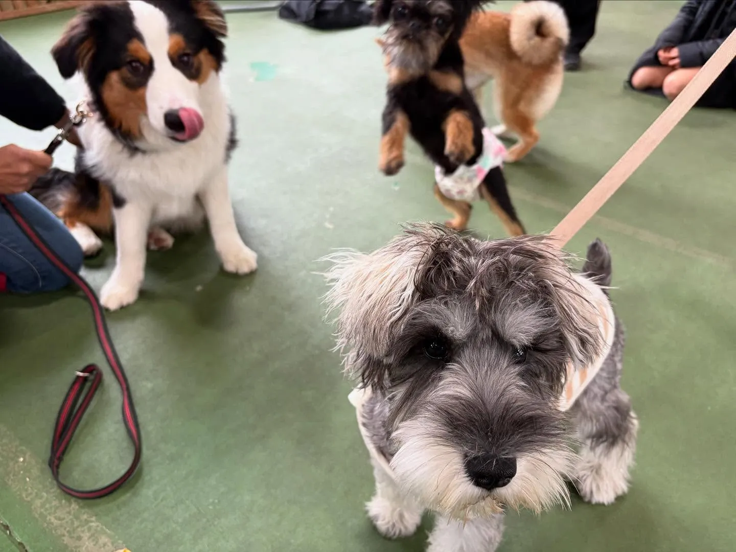 パピースクール