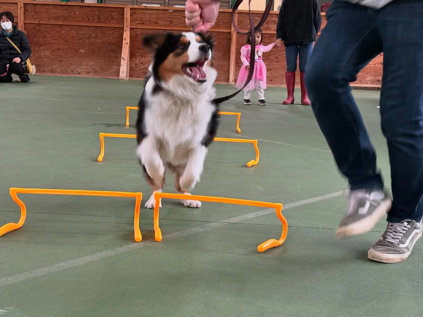 パピースクール