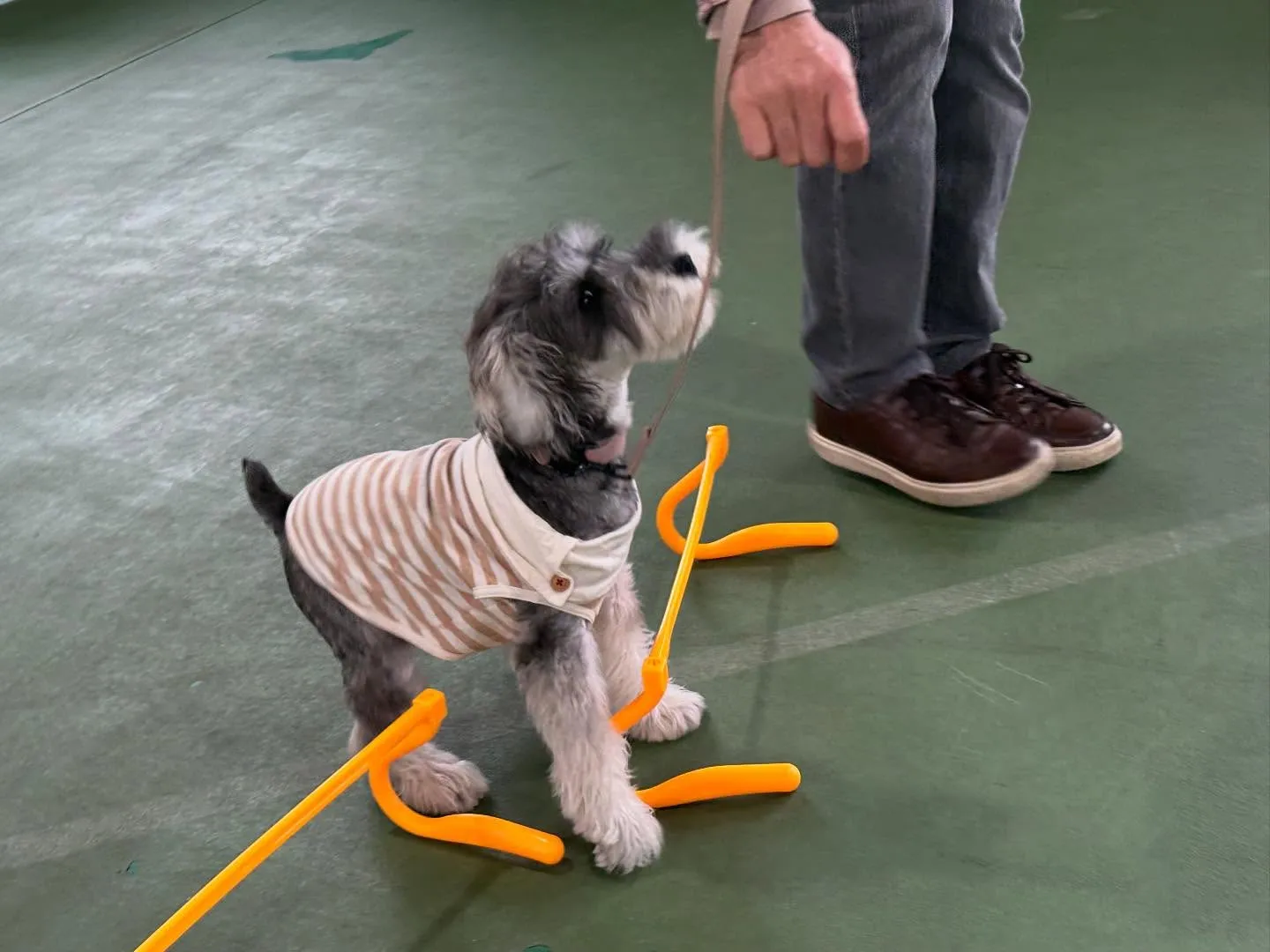 パピースクール