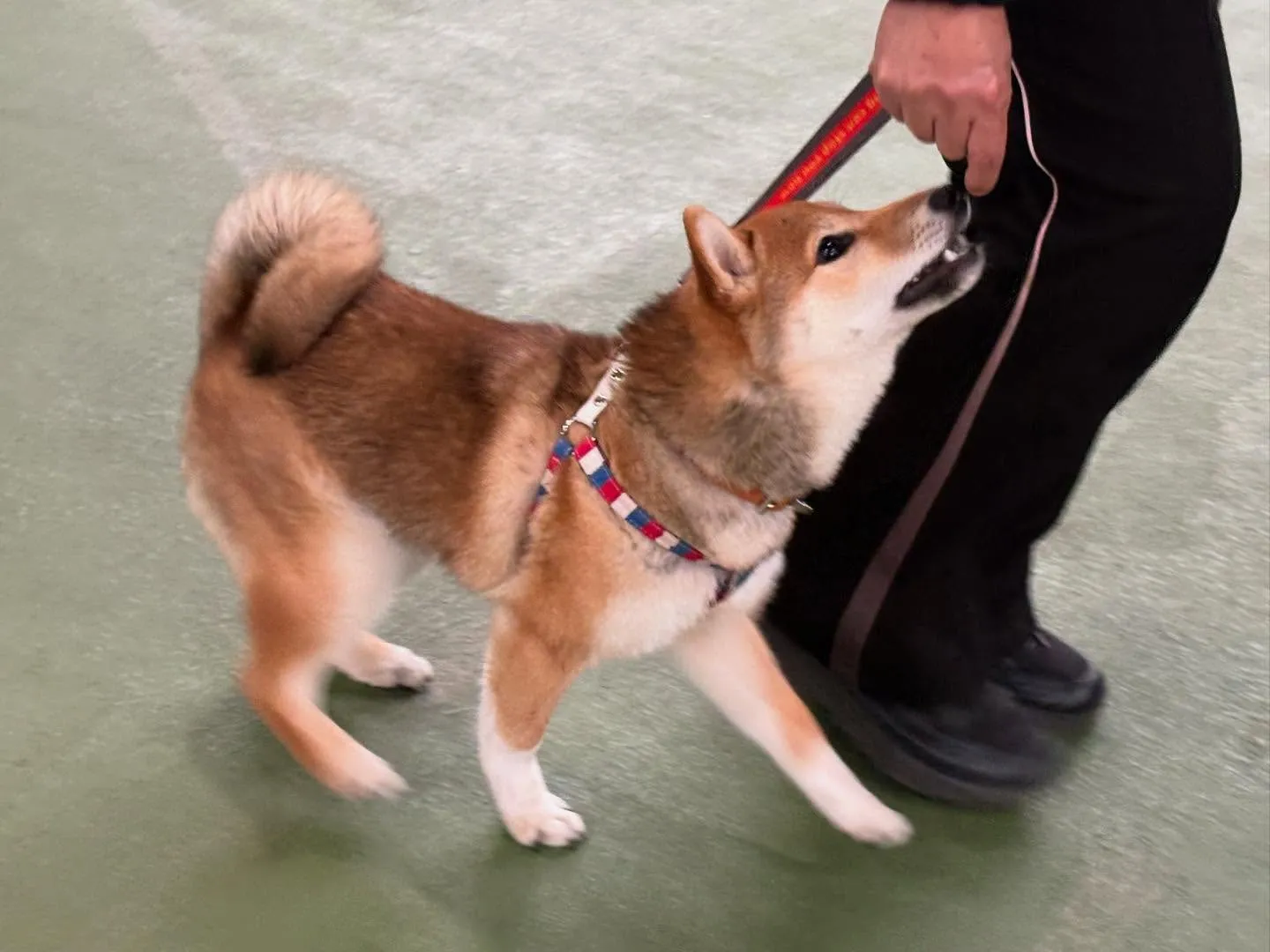 パピースクール