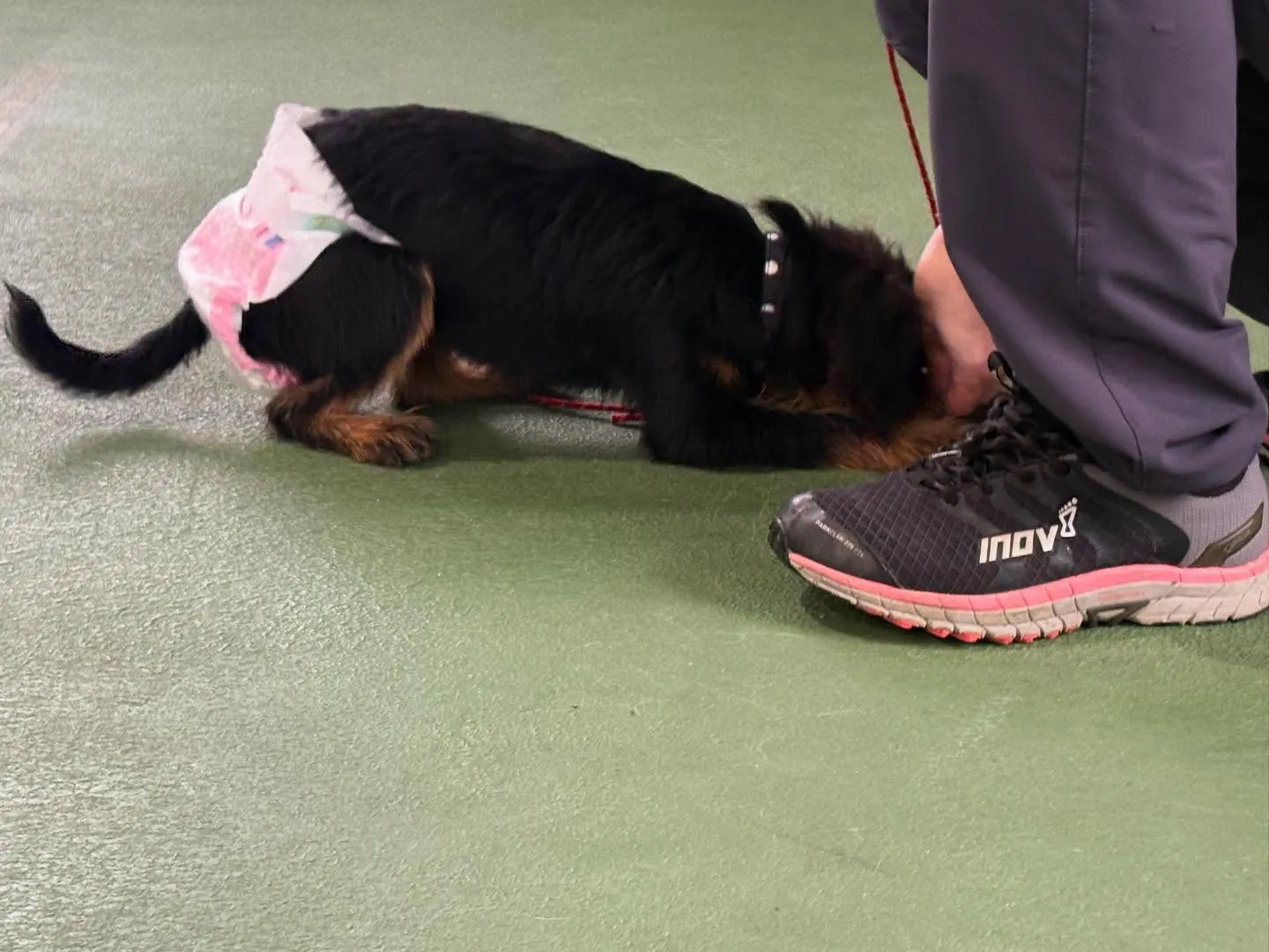 パピースクール