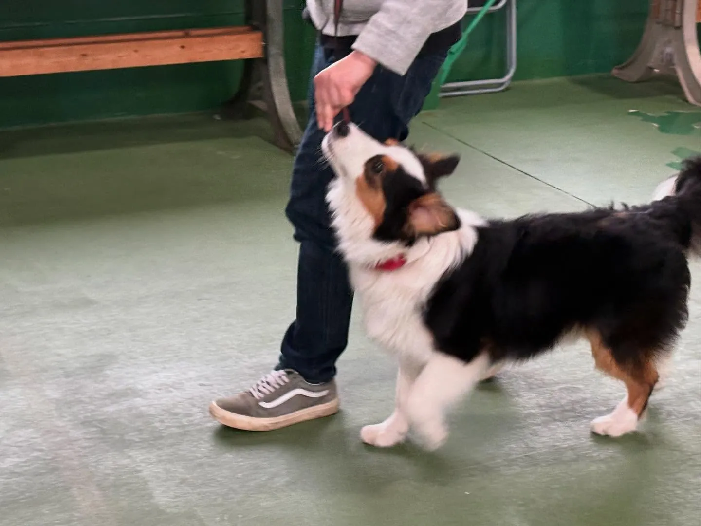 パピースクール