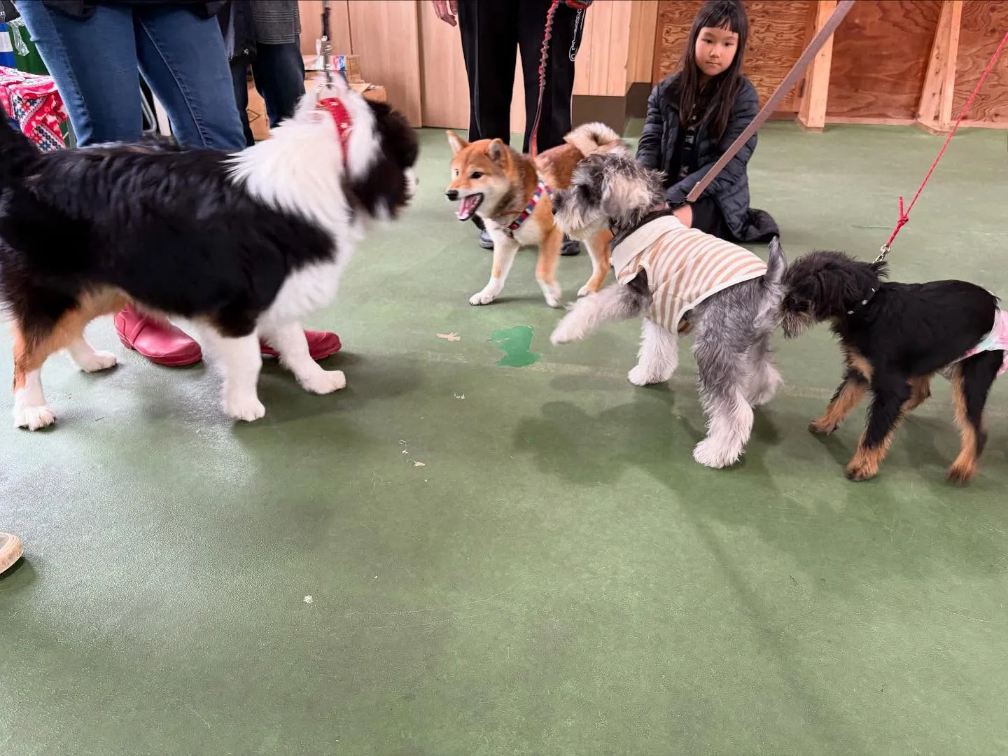 パピースクール