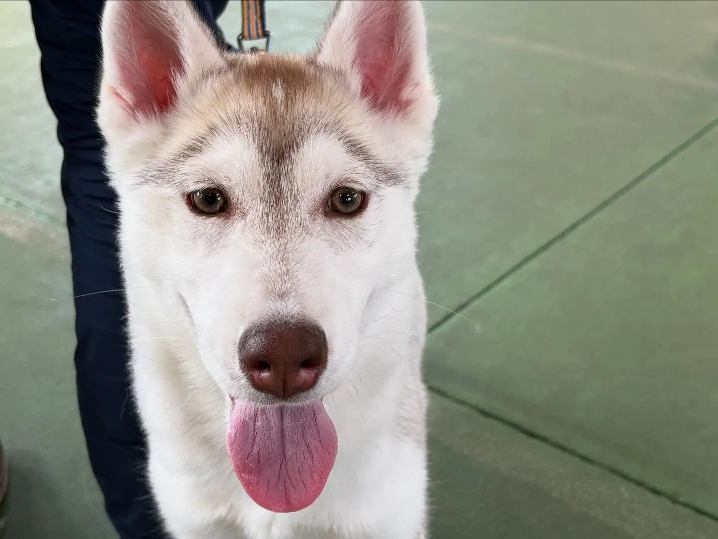 ４月１２日パピースクール