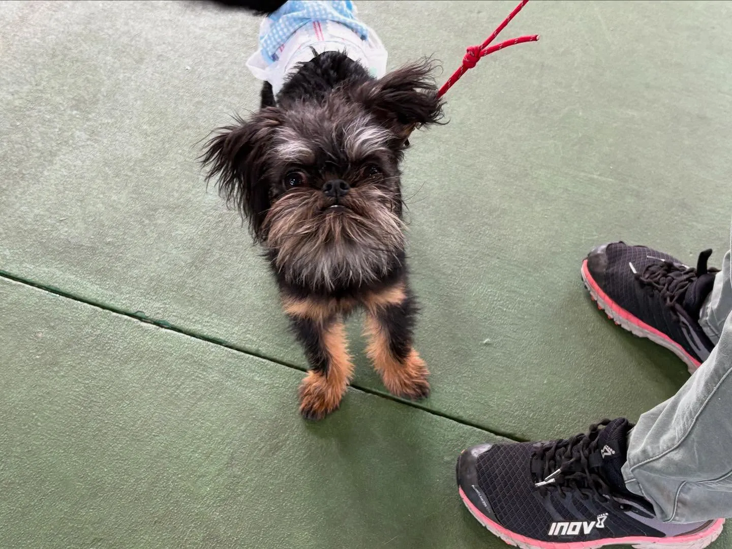 ４月１２日パピースクール