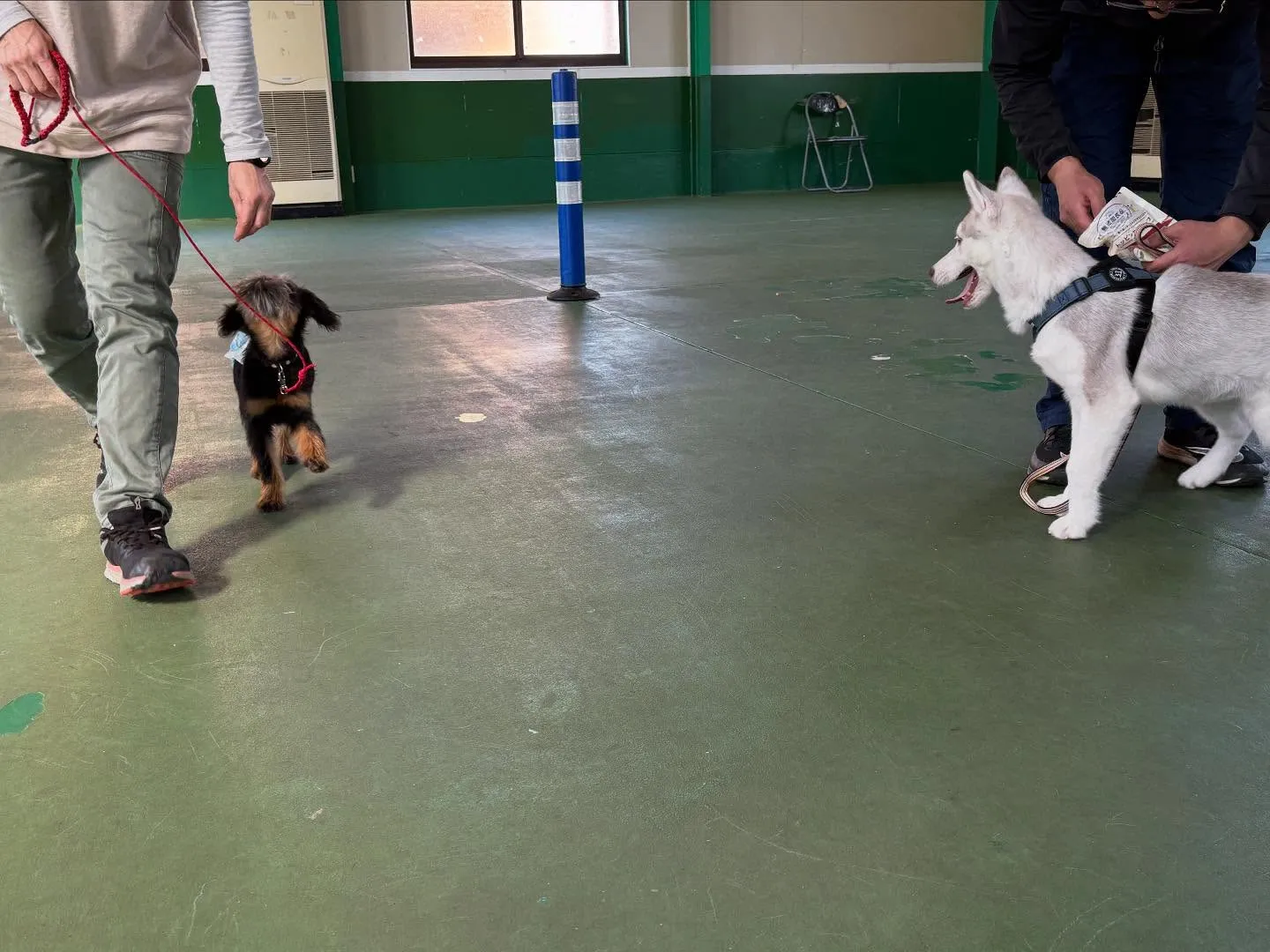 ４月１２日パピースクール