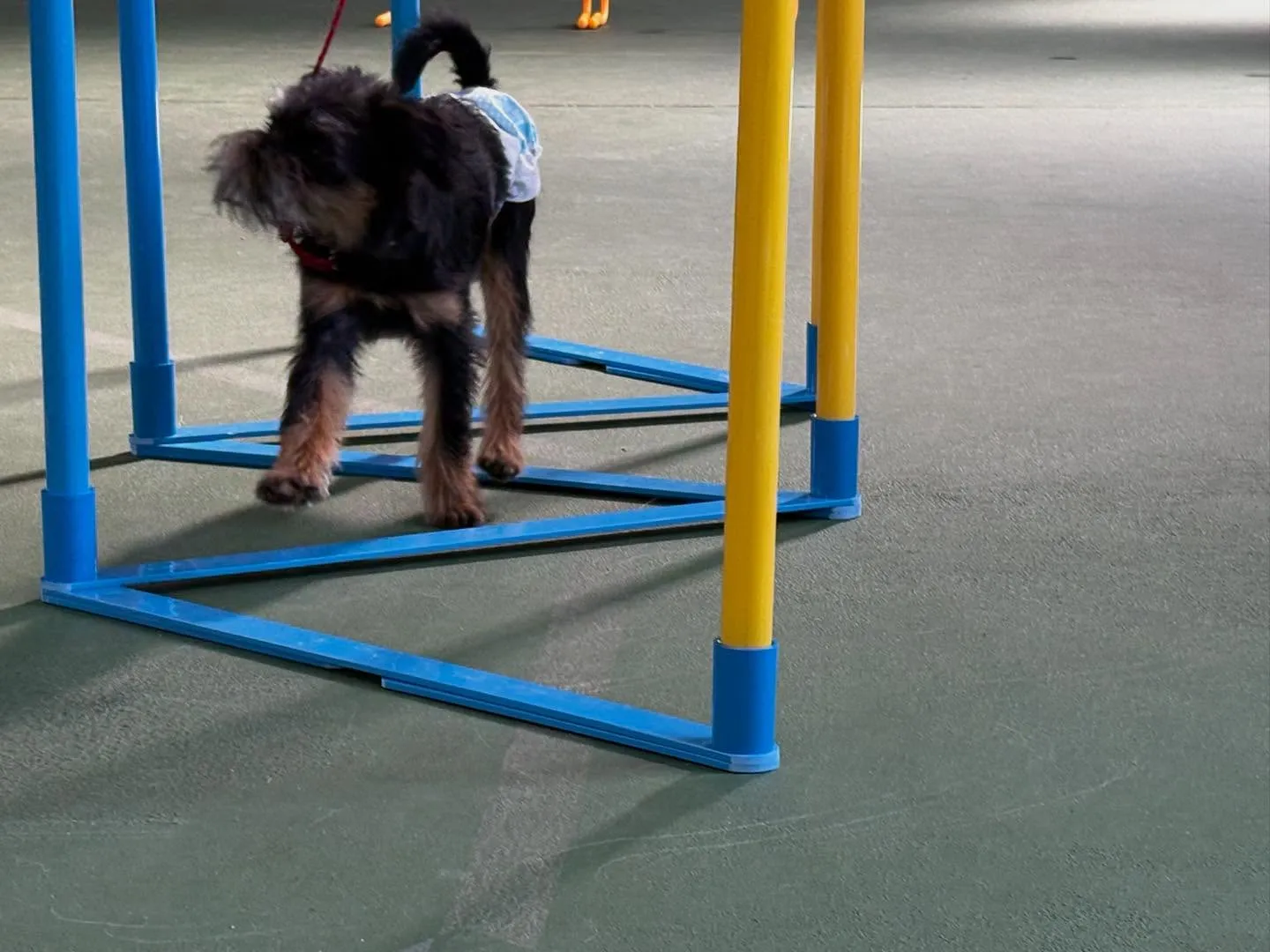 ４月１２日パピースクール