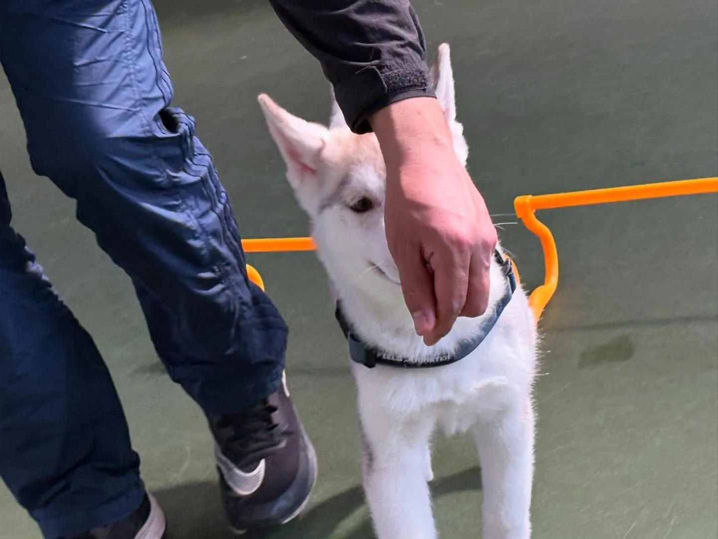 ４月１２日パピースクール