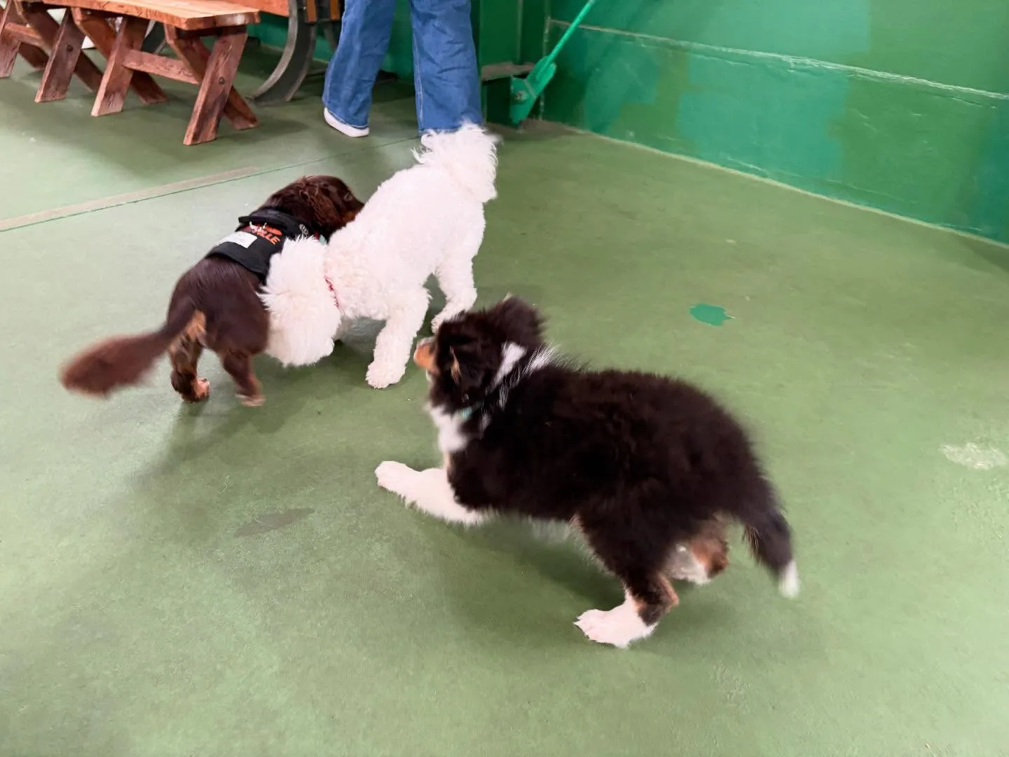 ５月２４日パピースクール