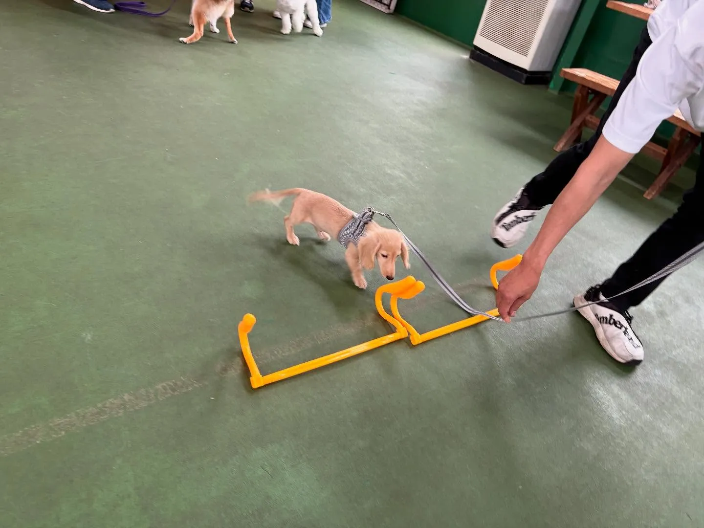 ５月２４日パピースクール