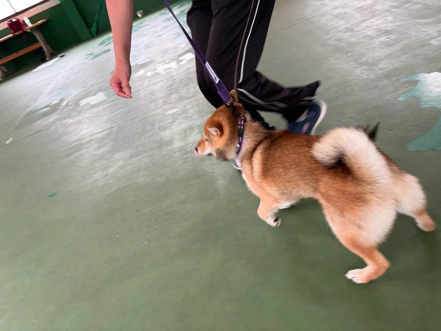 ５月２４日パピースクール