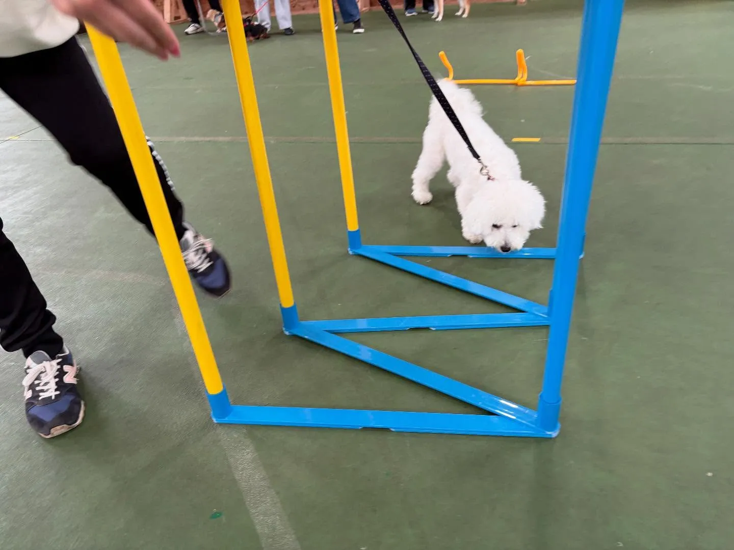 ５月２４日パピースクール