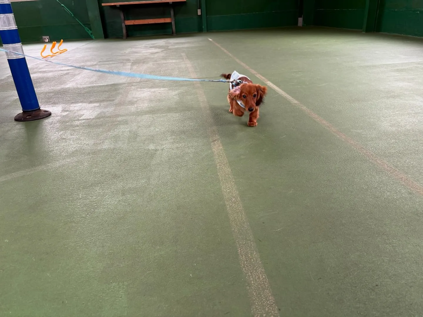 ５月２４日パピースクール