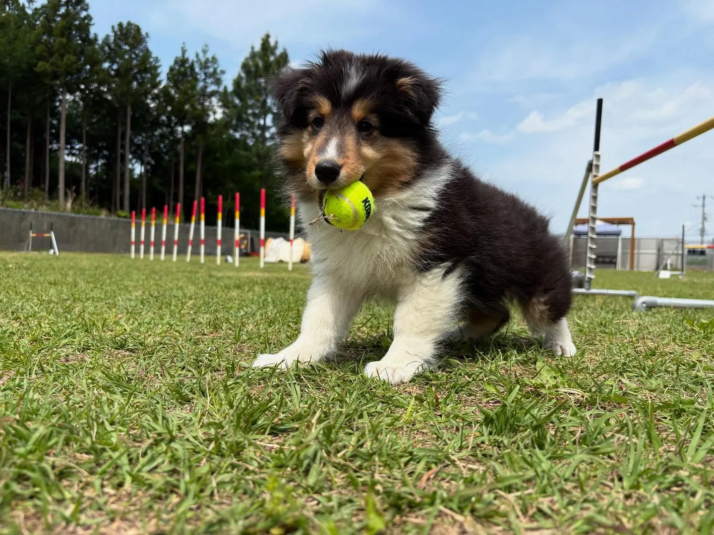 ７月のアジリティ練習会