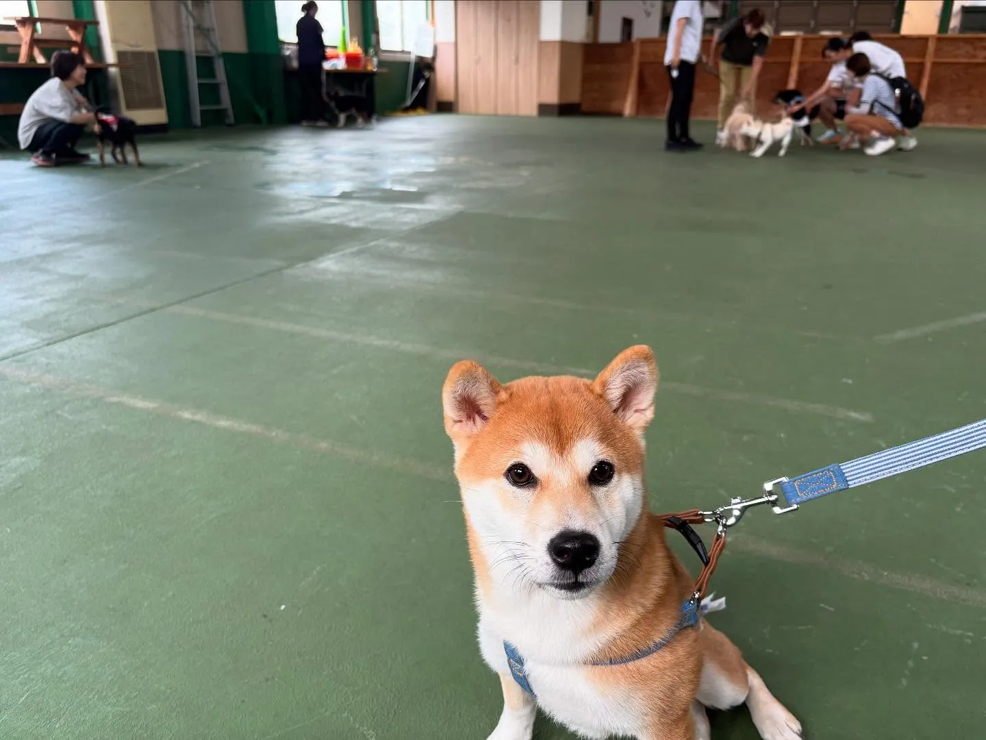 ８月１６日パピースクール