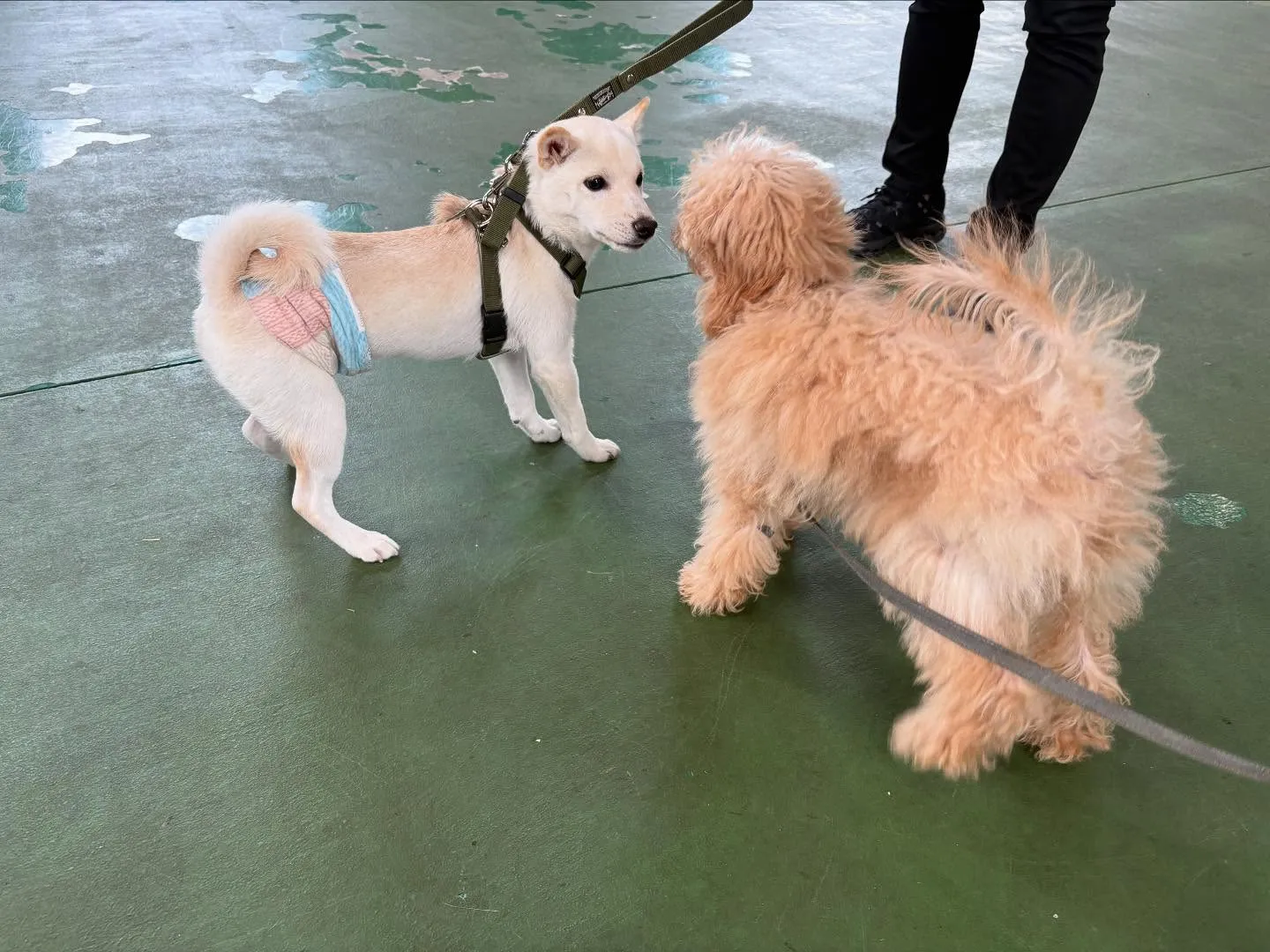 ８月１６日パピースクール