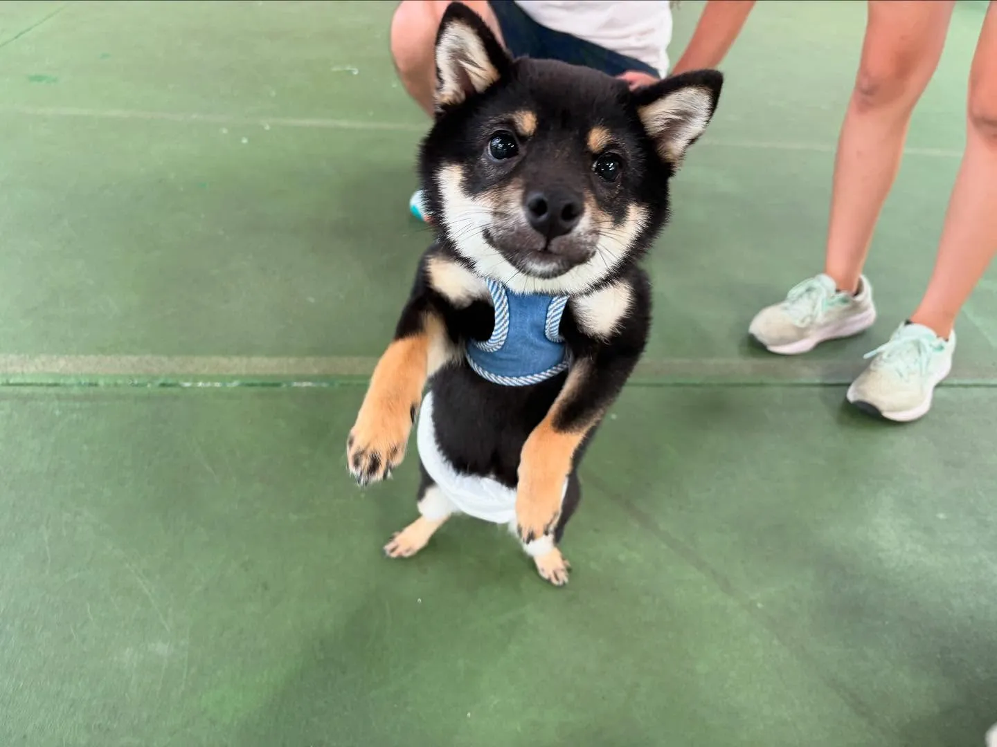 ８月１６日パピースクール