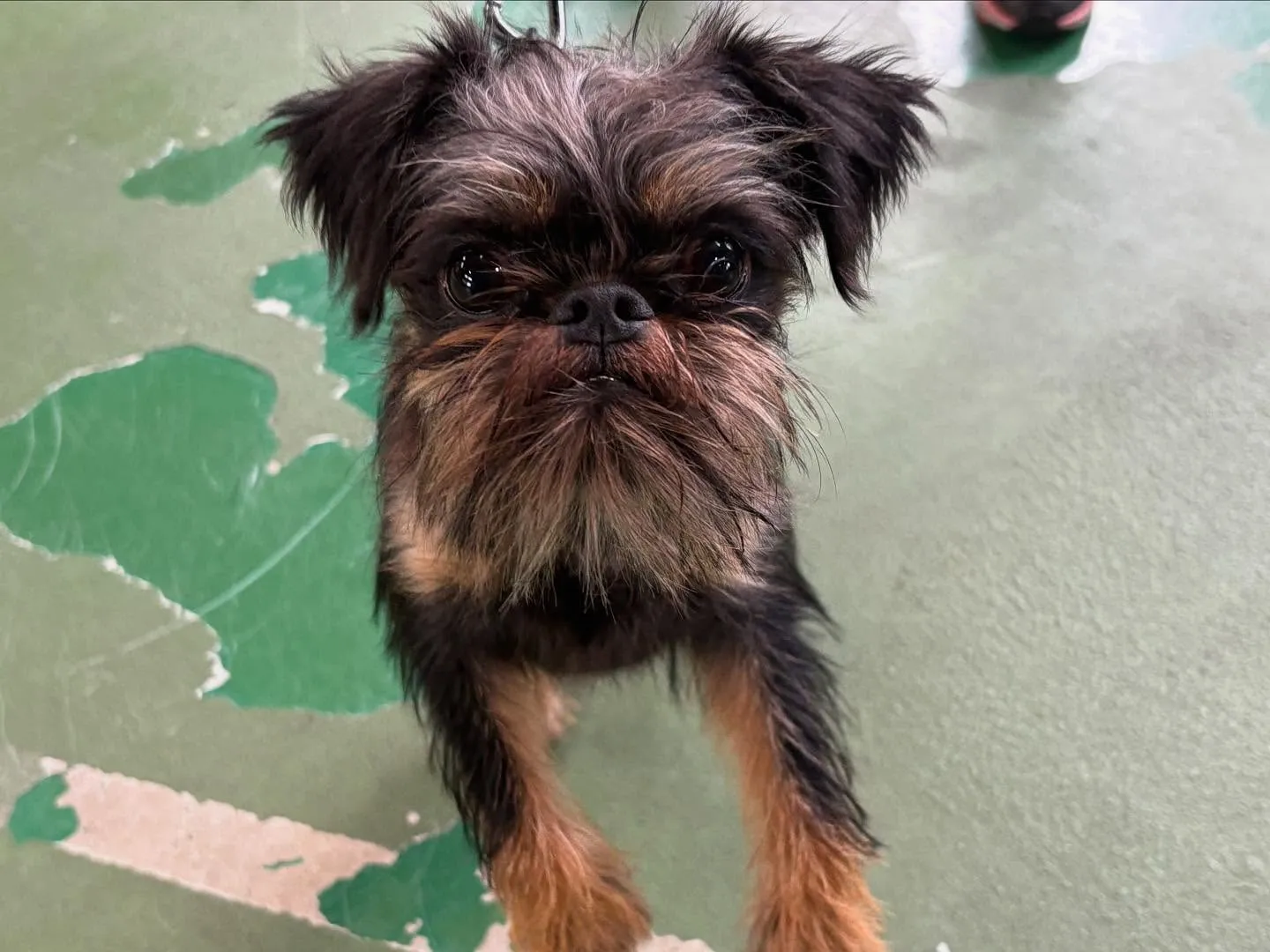 ８月１６日パピースクール