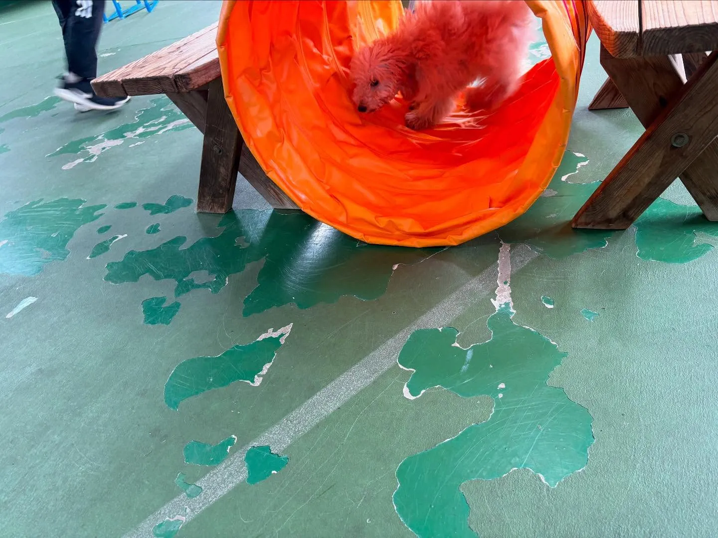 ８月１６日パピースクール