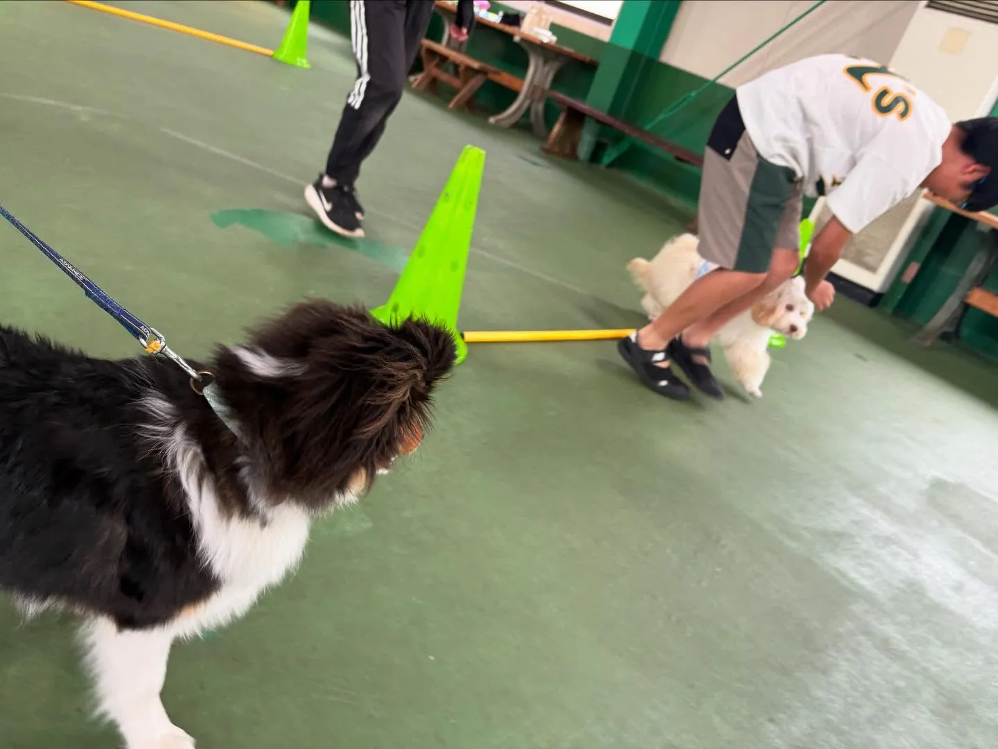 ８月１６日パピースクール