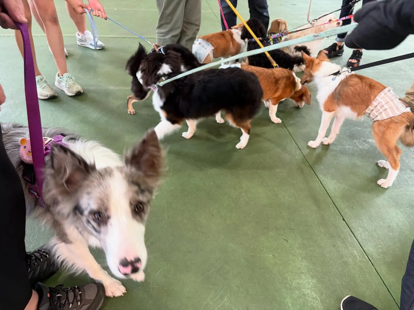 ８月３０日パピースクール