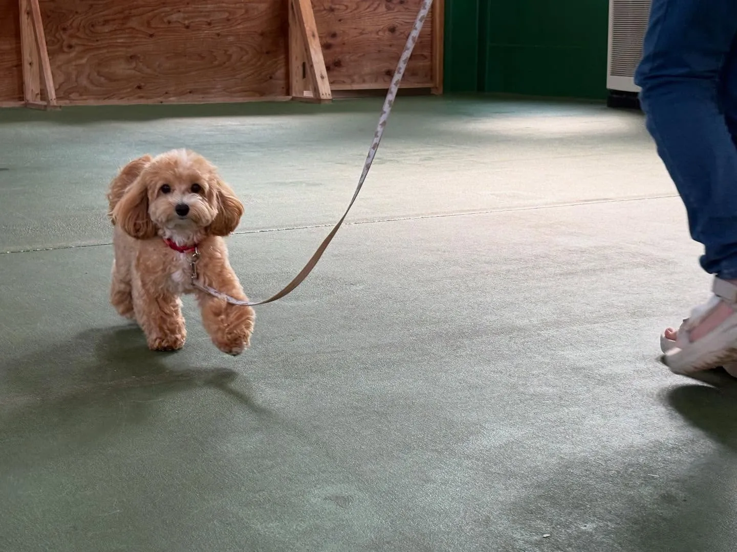 ８月３０日パピースクール