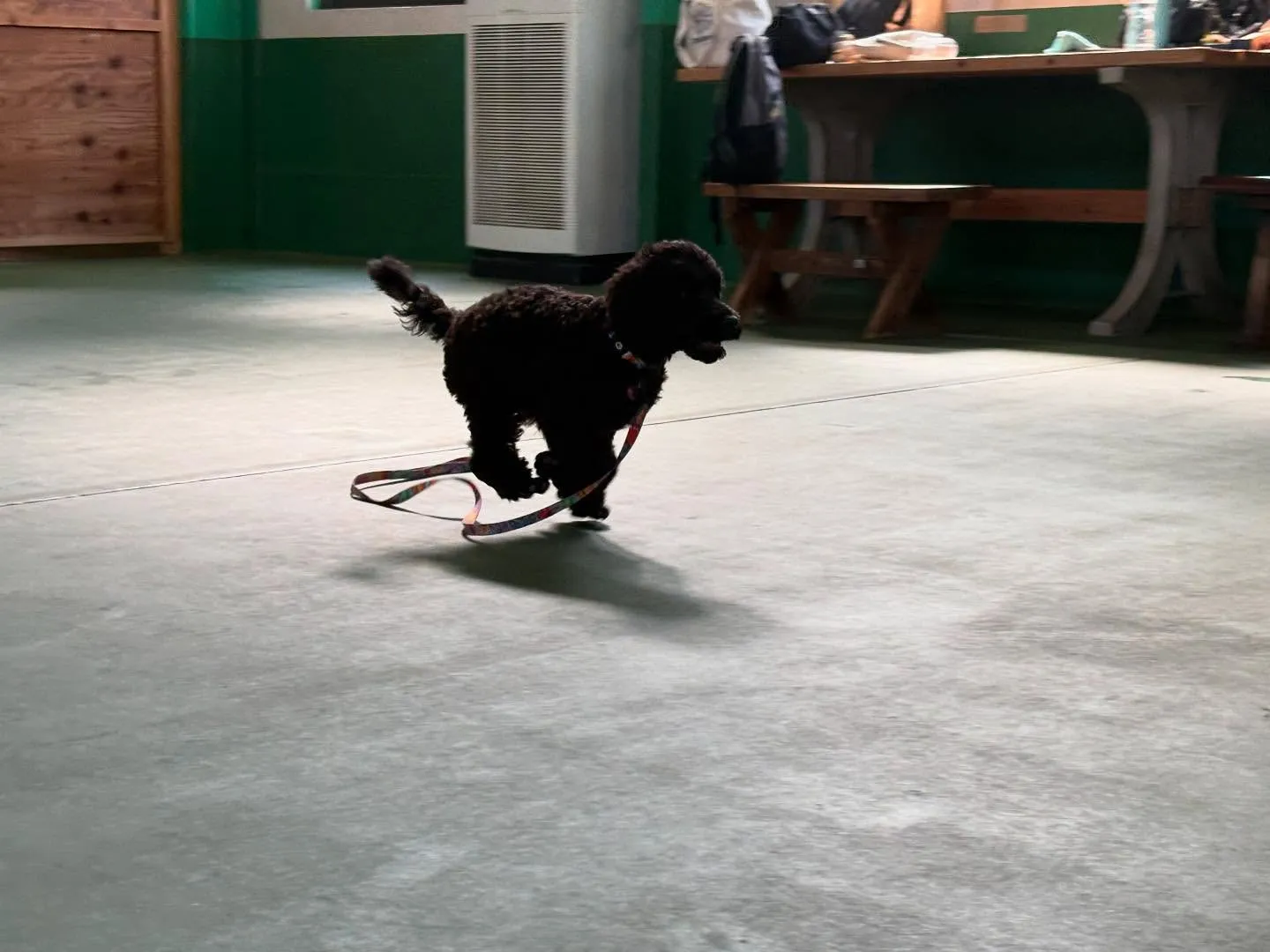 ８月３０日パピースクール