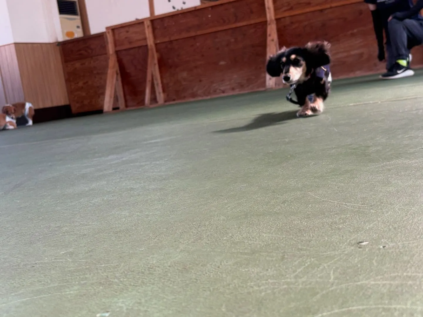 ８月３０日パピースクール