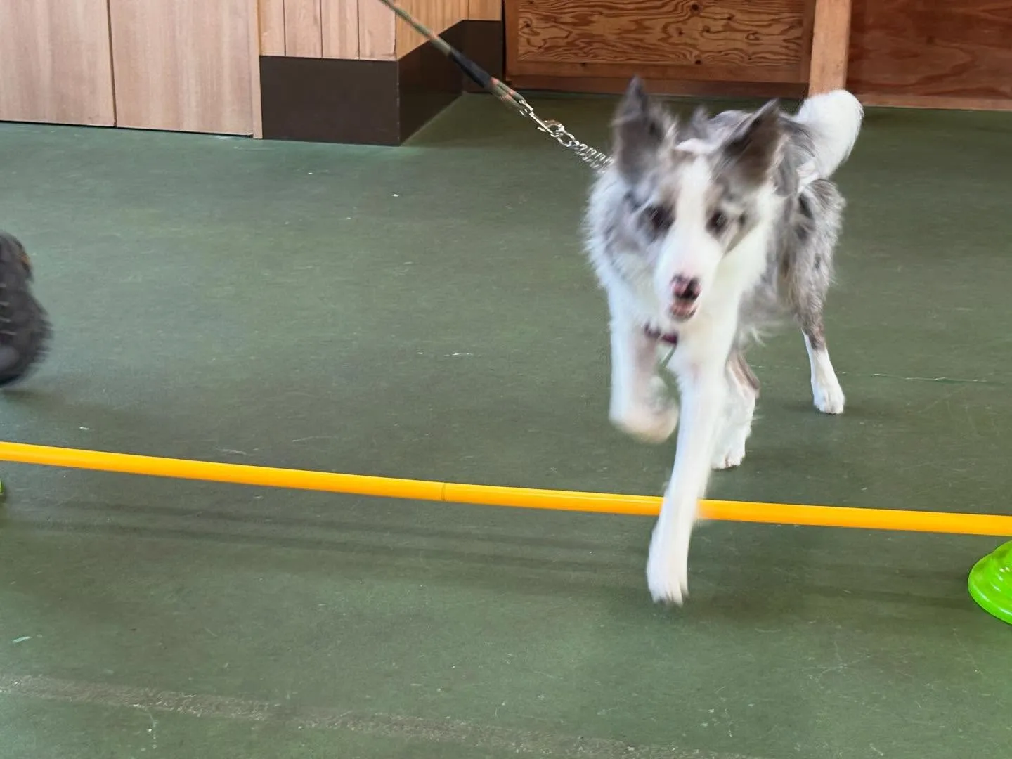 ８月３０日パピースクール