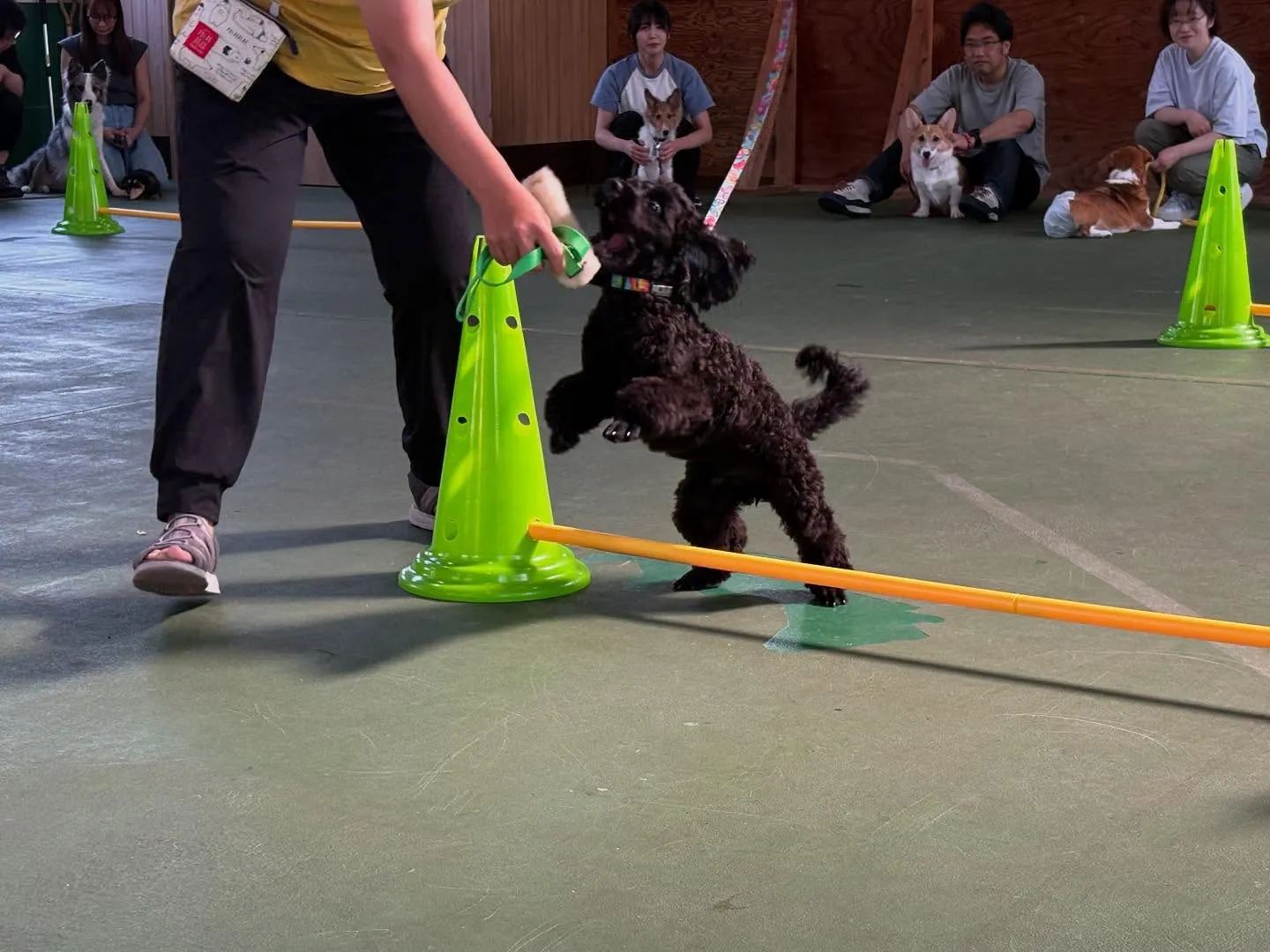 ８月３０日パピースクール