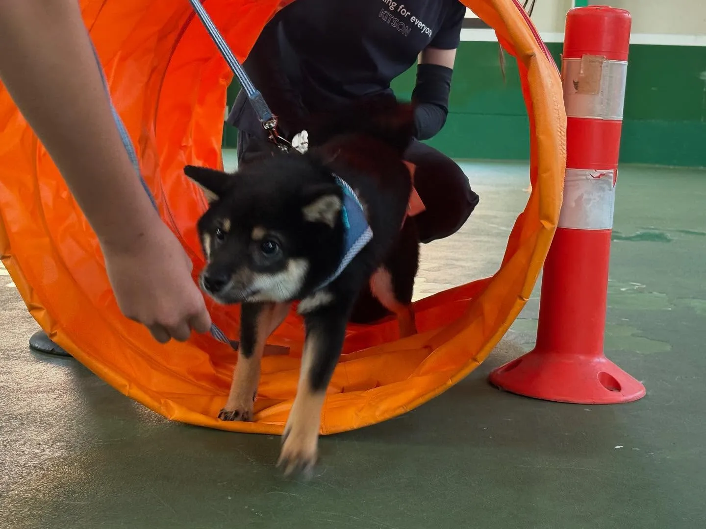 ８月３０日パピースクール