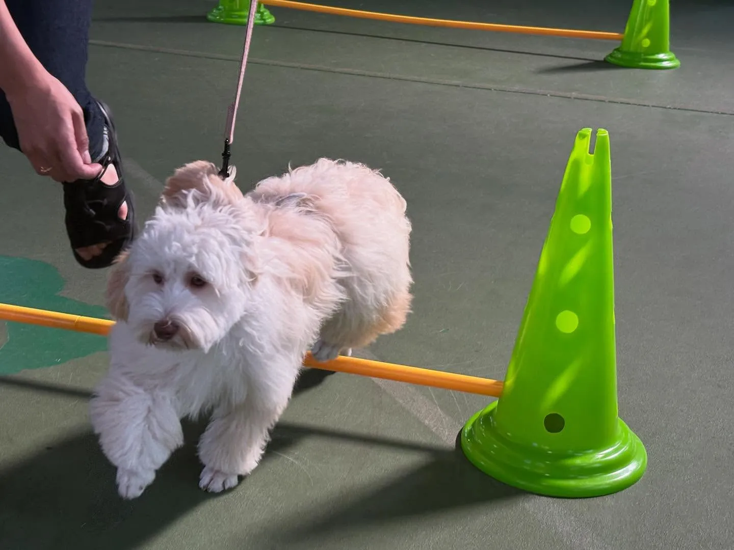 ８月３０日パピースクール