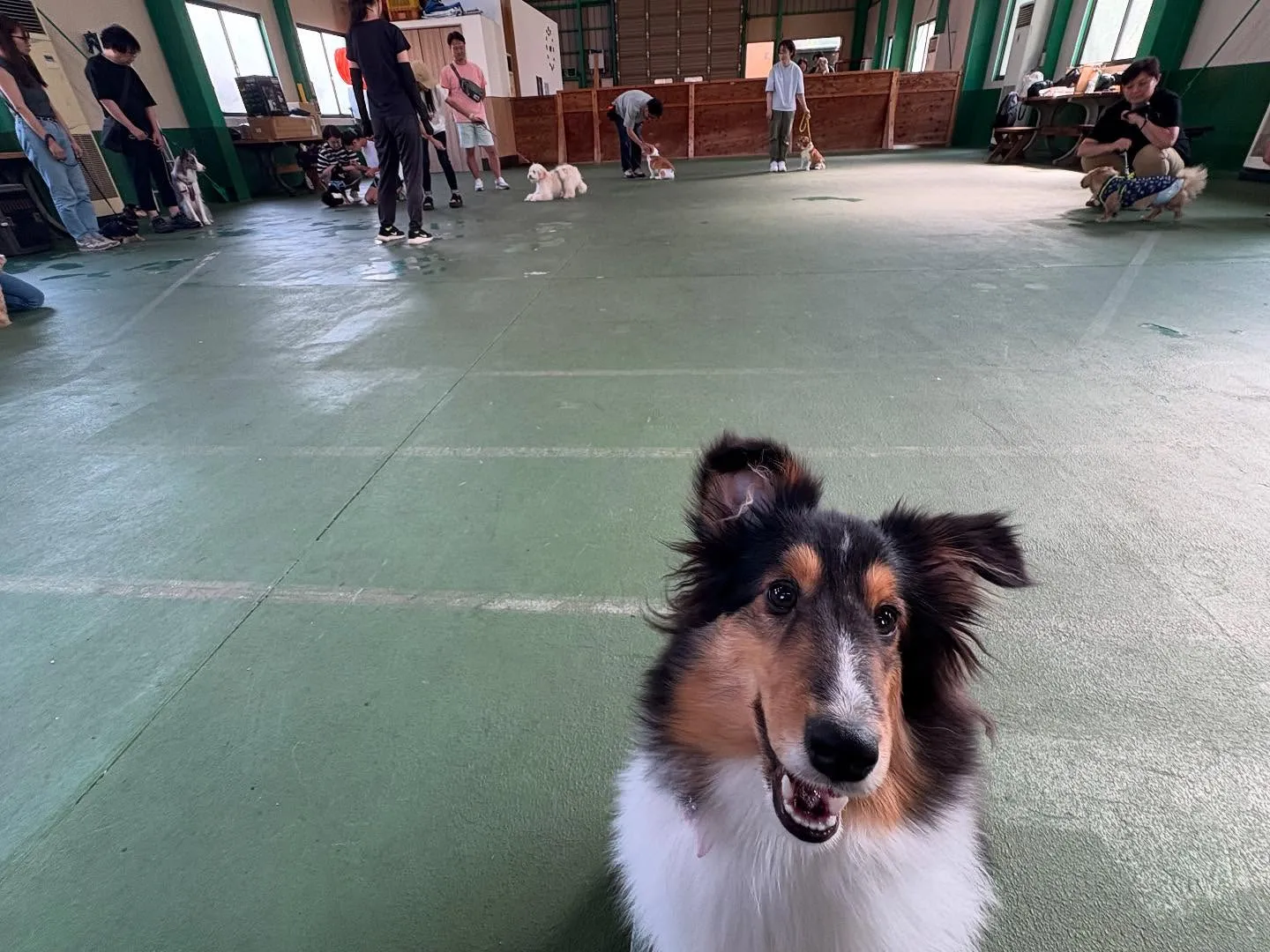 ８月３０日パピースクール