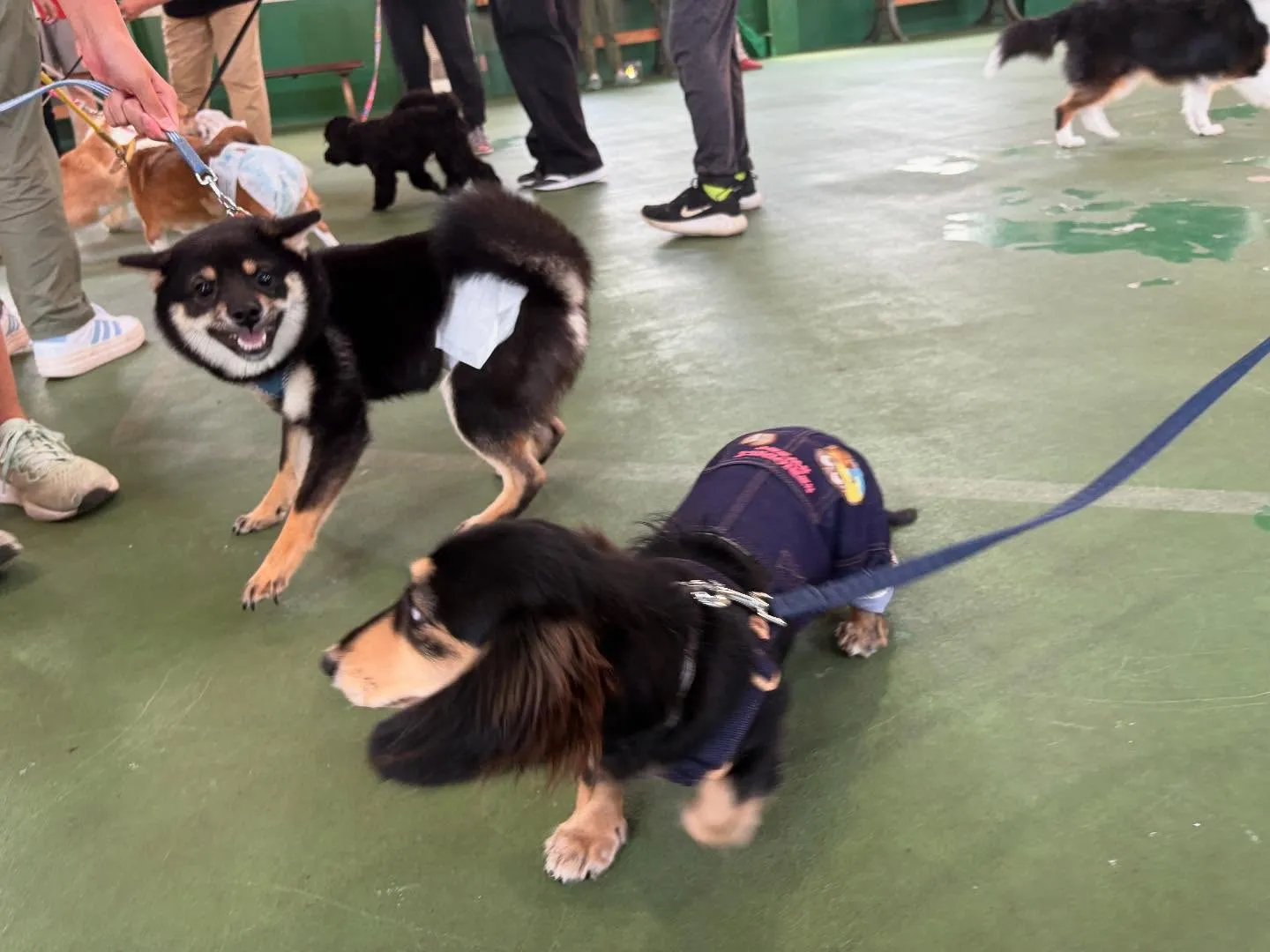 ８月３０日パピースクール