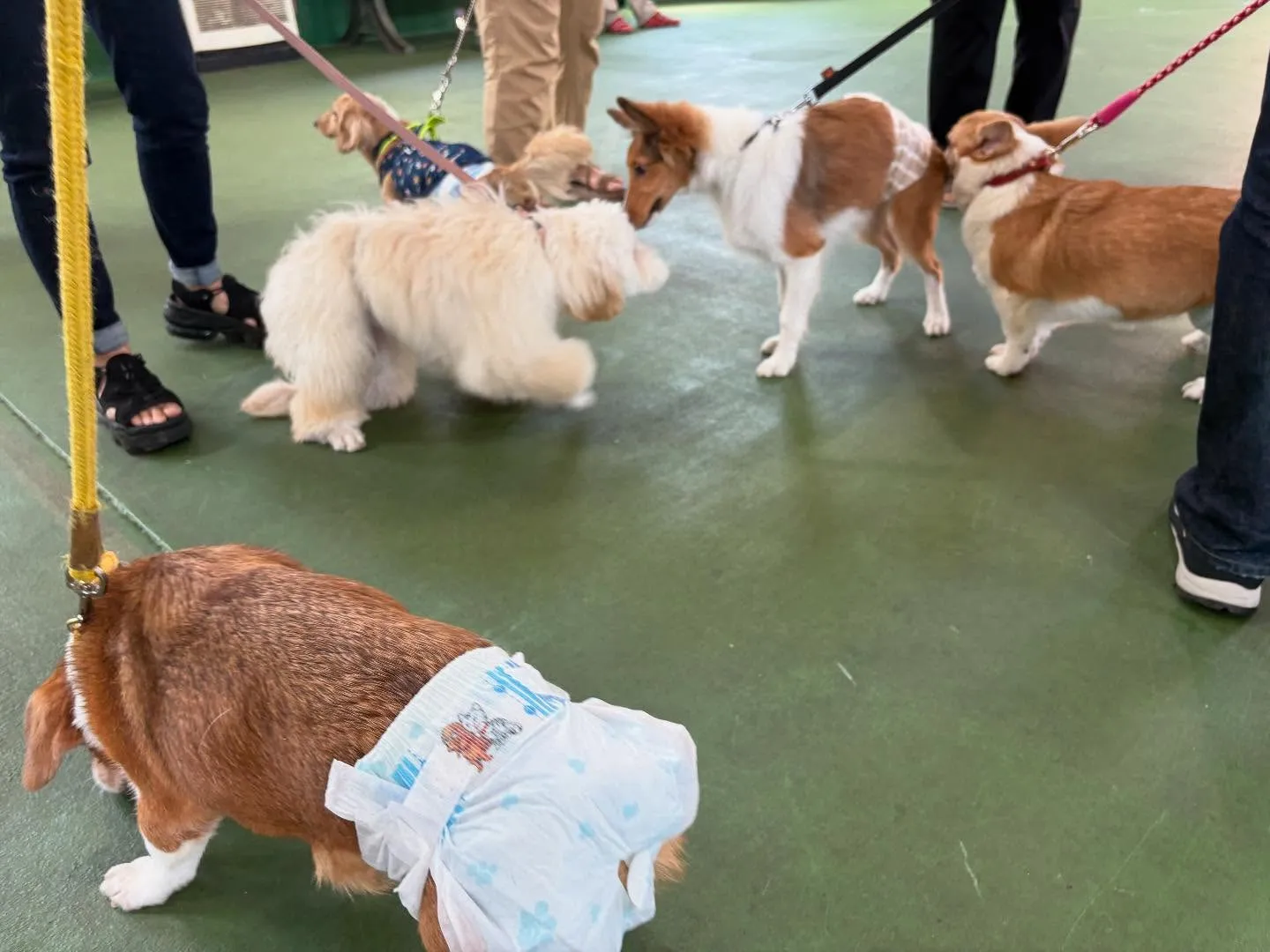 ８月３０日パピースクール