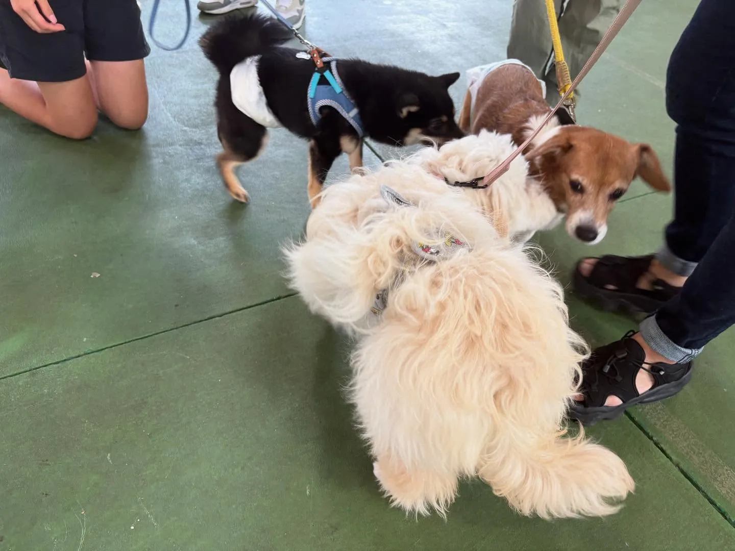 ８月３０日パピースクール