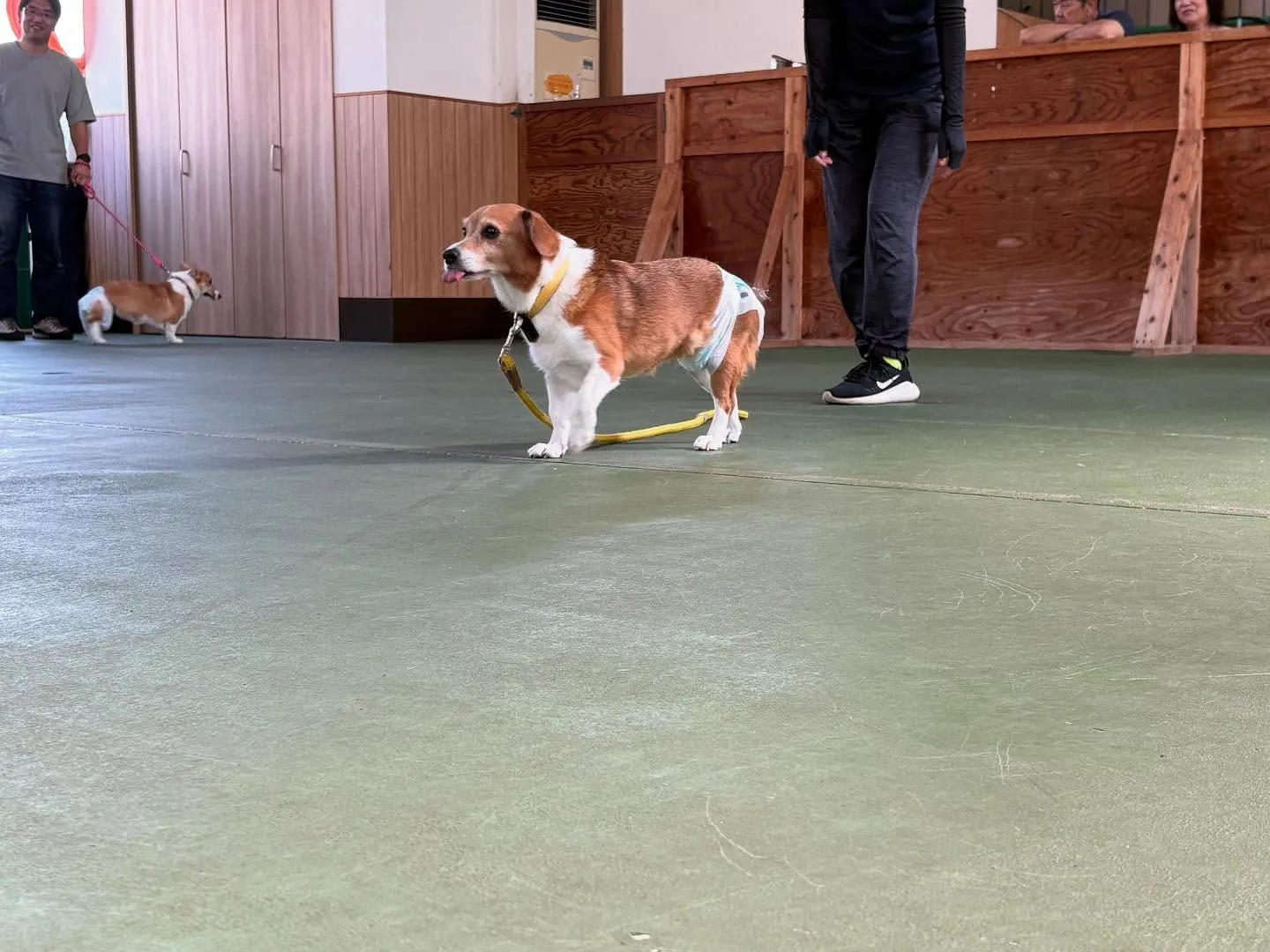 ８月３０日パピースクール