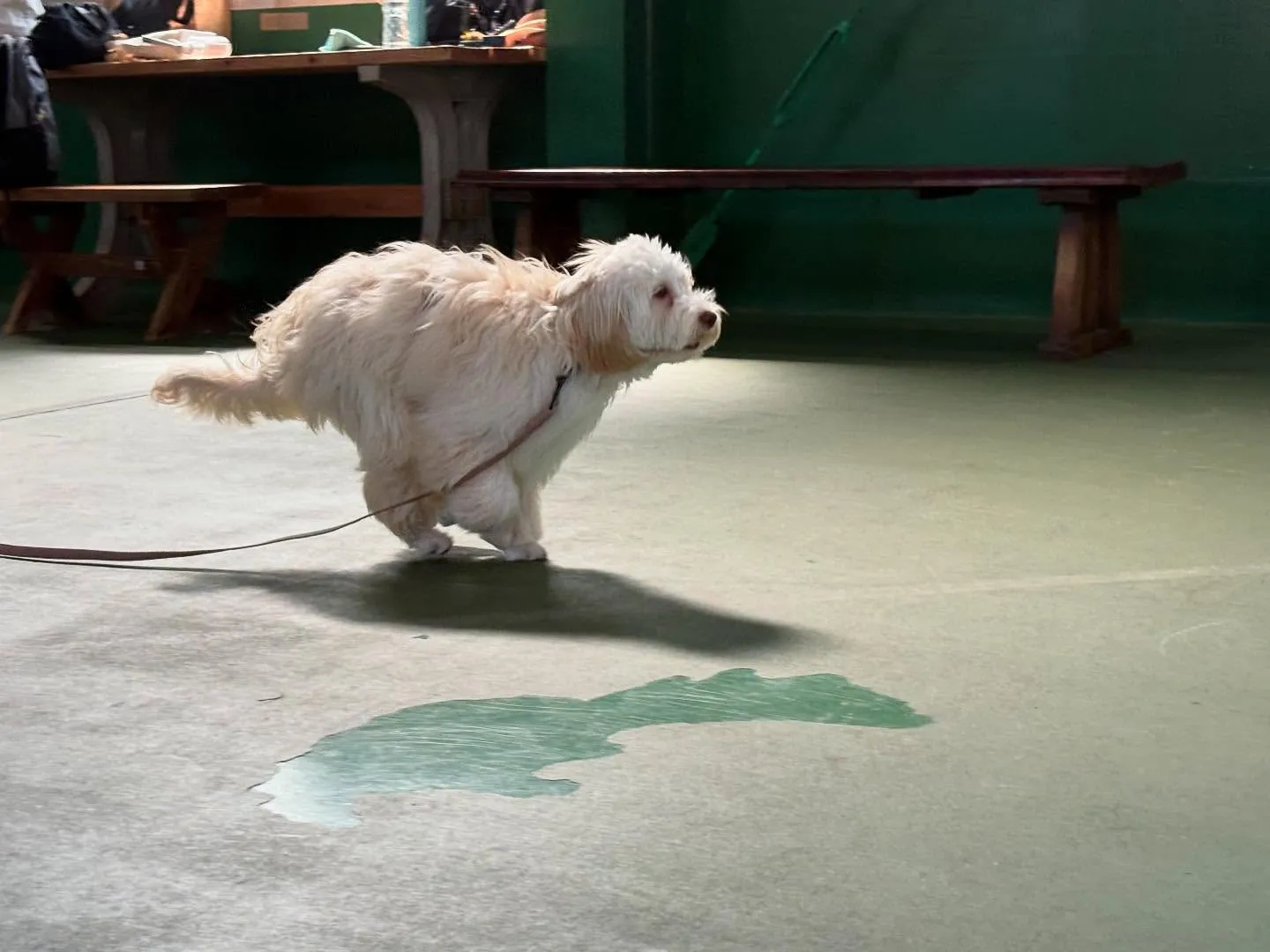 ８月３０日パピースクール