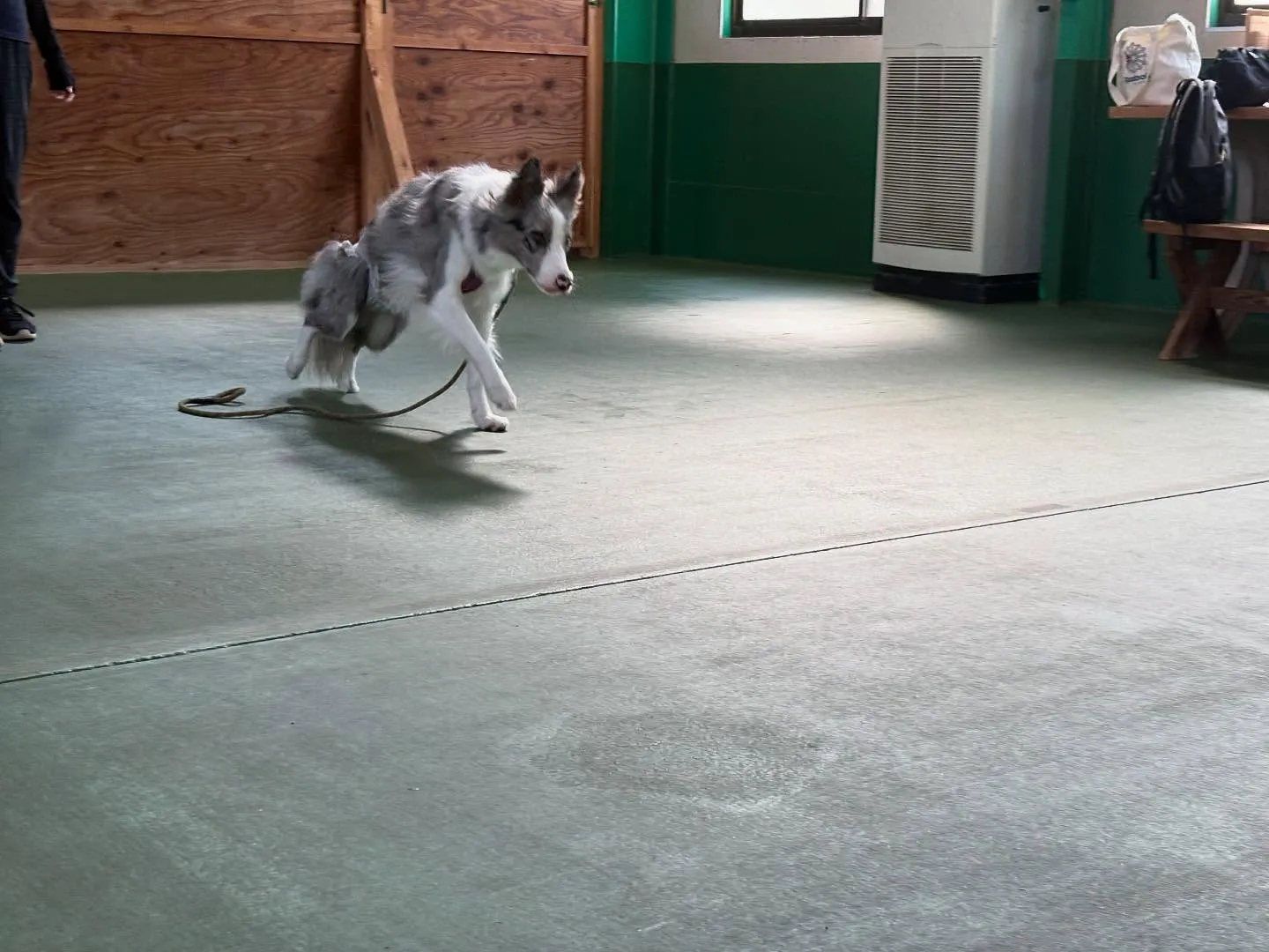 ８月３０日パピースクール