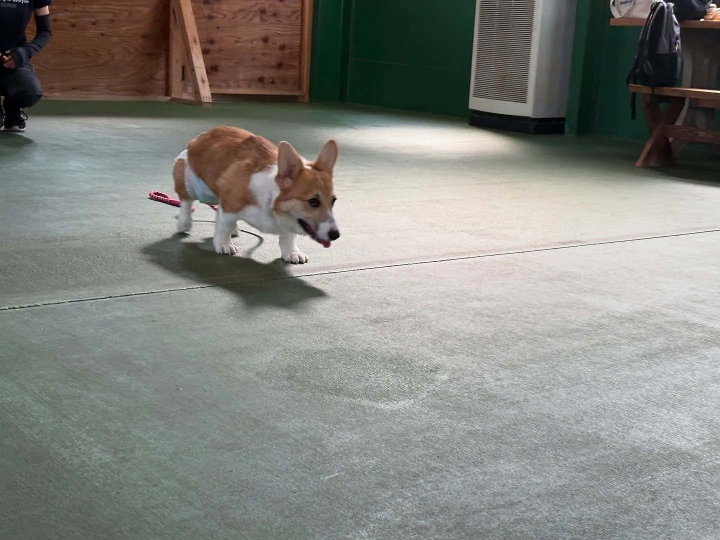 ８月３０日パピースクール