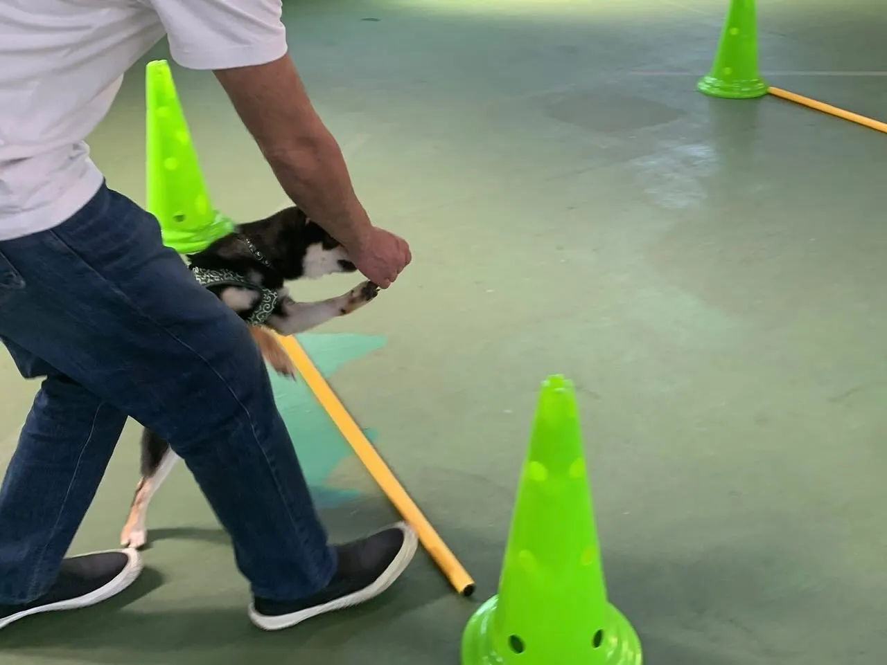 ９月のパピースクール