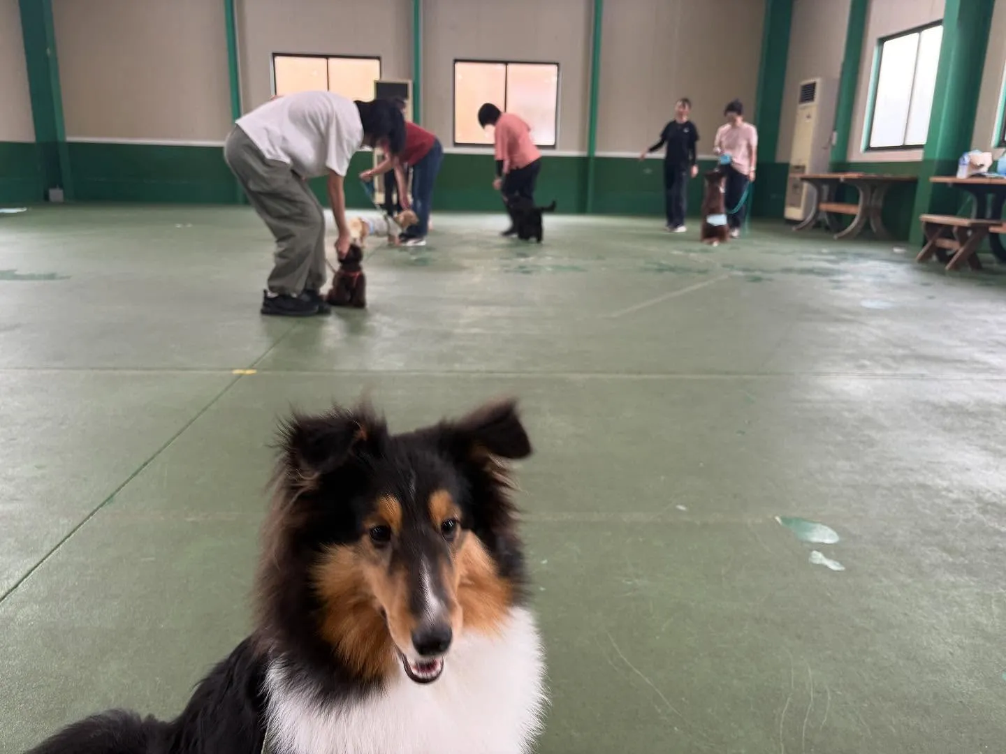 ９月のパピースクール