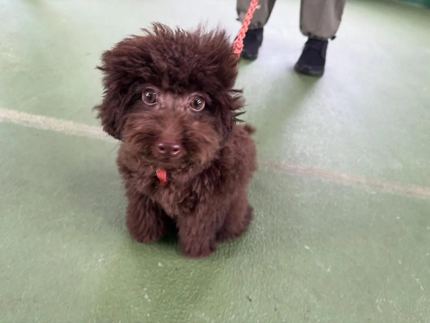 ９月のパピースクール