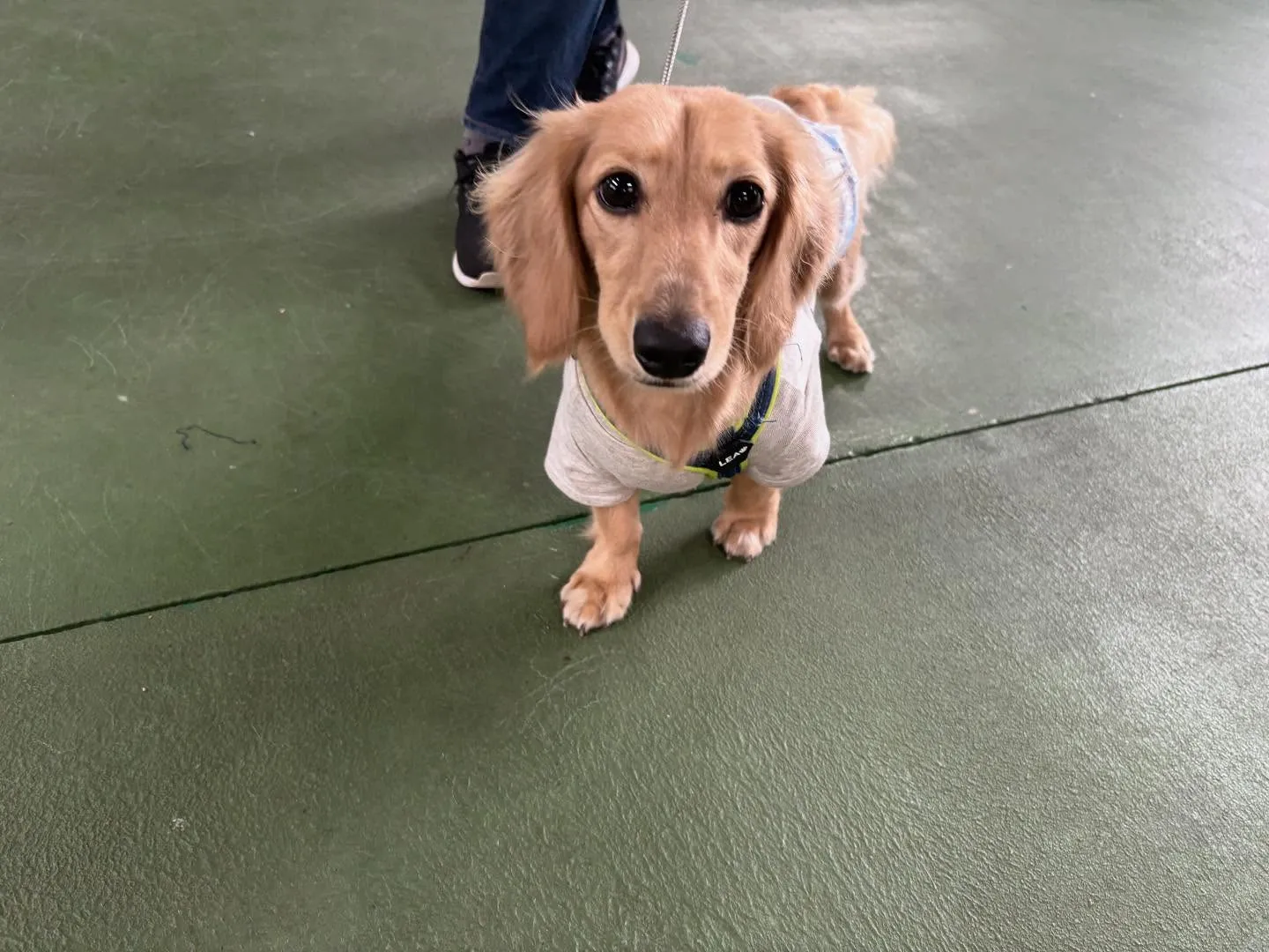 ９月のパピースクール