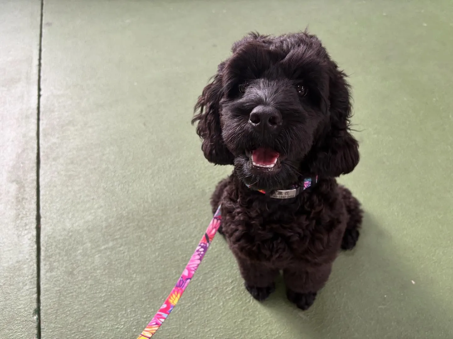 ９月のパピースクール