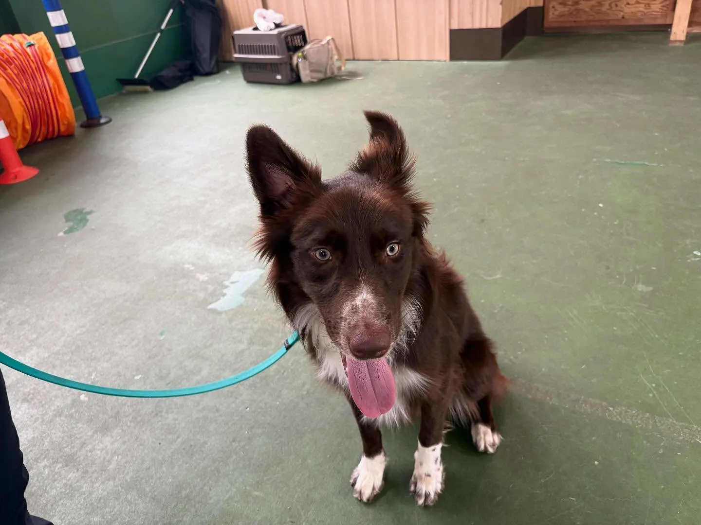 ９月のパピースクール