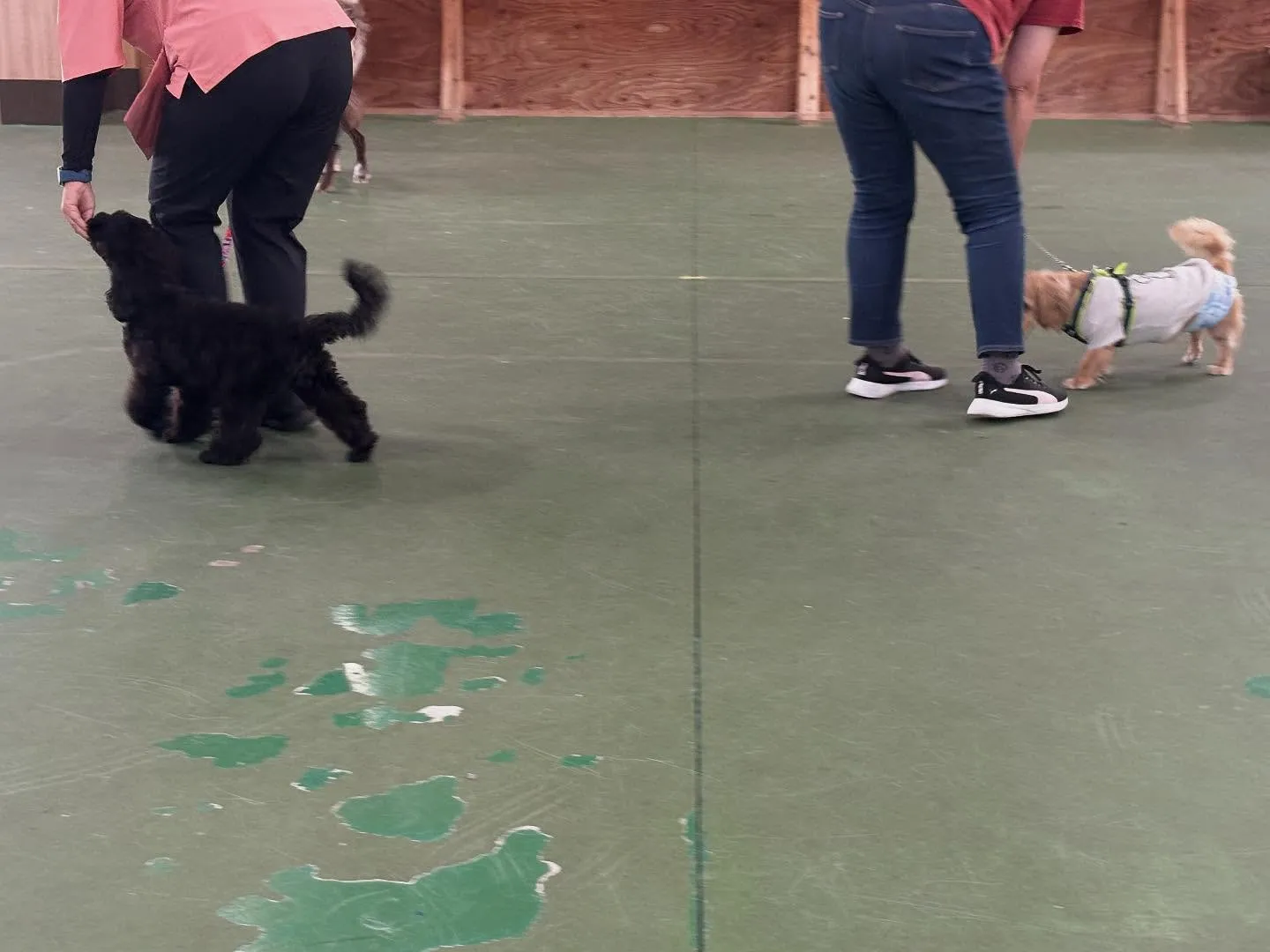 ９月のパピースクール