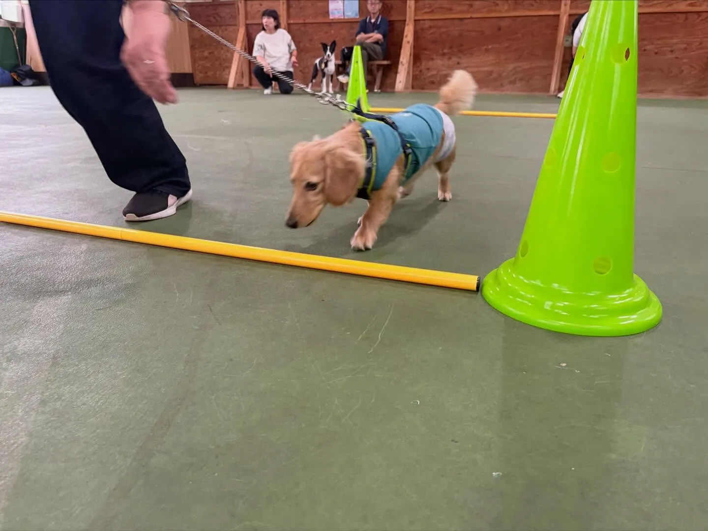 １０月１２日パピースクール